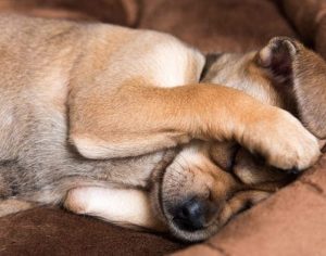 Feira de adoção de cães e gatos acontece neste domingo, no Boulevard