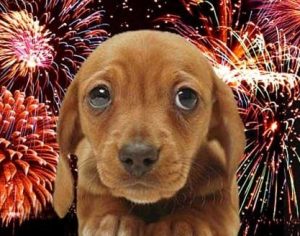 Saiba como diminuir o estresse de animais domésticos na noite de Réveillon