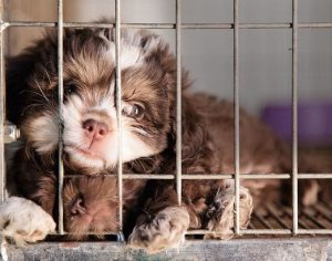 Órgãos de proteção aos animais são criados em Londrina