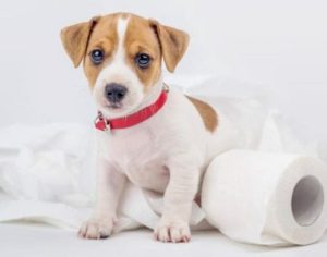 Boulevard Shopping tem Feira de Adoção de cães e gatos neste domingo