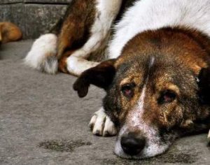 Associação Defensora dos Animais (ADA) anuncia o fim das atividades