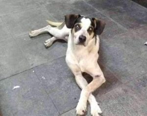 Morte brutal de cachorro em loja do Carrefour gera protestos