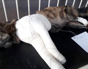 Dona de cachorrinho atropelado promove rifa para ajudar nas despesas