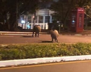 Internauta registra casal de capivaras passeando pela Av. Higienópolis