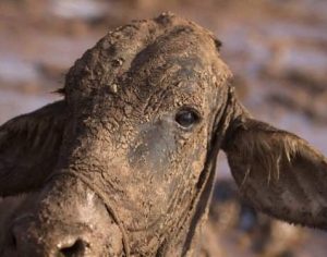 Atoladas na lama, vacas são sacrificadas em Brumadinho