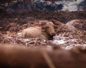 Animais atolados na lama estão sendo executados a tiros em Brumadinho