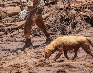 A rotina dos cães farejadores que buscam desaparecidos em MG