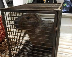 Capivara é encontrada por funcionários em supermercado de Arapongas
