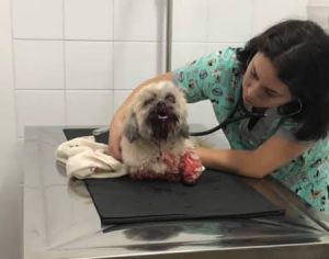 Cãozinho é resgatado após ser encontrado ferido em Londrina