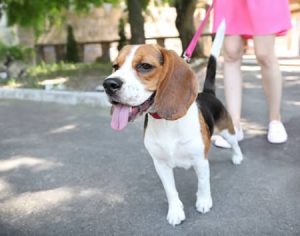 Condomínios não podem proibir animais domésticos, decide STJ