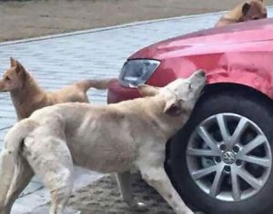 Cachorro que foi agredido volta com outros cães e destrói carro do agressor