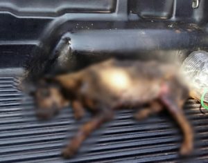 Cão morre após ser atingido por água fervente no norte do Paraná
