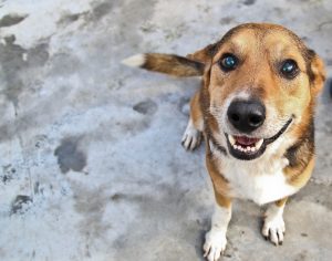 Domingo tem feira de adoção de cães e gatos no Shopping Boulevard