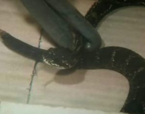 Cobra é encontrada embaixo de sofá na Zona Leste de Londrina