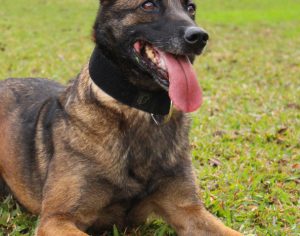 Polícia Civil lança concurso para adoção da cachorra policial Shiva
