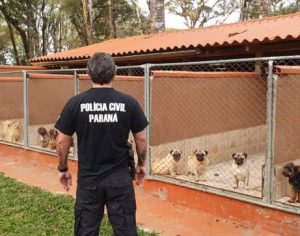Mais de 60 cães são apreendidos em rede de pet shops suspeita de maus-tratos