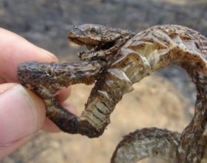 ‘Animais carbonizados e silêncio no lugar do verde e som de pássaros’: biólogo descreve cenário apocalíptico após queimadas