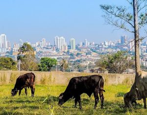Londrina: entre a calmaria e a metrópole