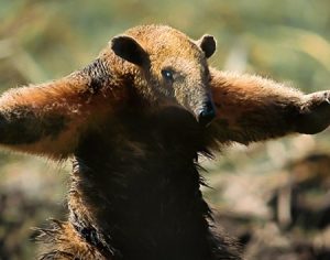 Foto de tamanduá cego fugindo do fogo na Amazônia comove internautas