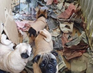 Polícia fecha canil clandestino e resgata 46 animais no Paraná