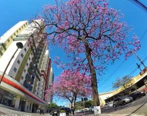 Linda foto de um ipê florido na manhã londrinense