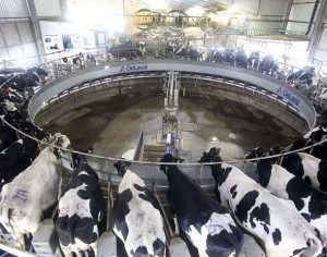 Paraná é o segundo maior produtor de leite do Brasil, confirma IBGE