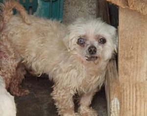 Mais de 80 cães são encontrados em canil clandestino no Paraná