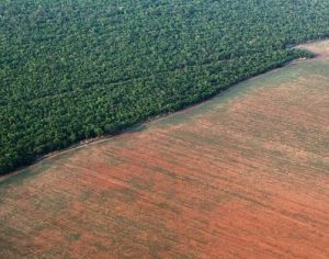 Em meio a alerta, ‘Dia da Amazônia’ é celebrado neste 5 de setembro