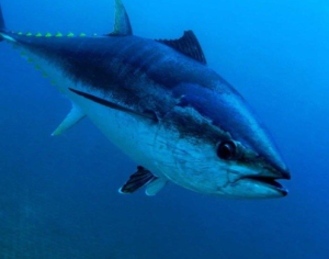 Pescadores fisgam atum azul de R$ 14 milhões, mas o devolvem ao mar