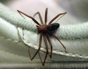 Saiba como é possível reconhecer um animal peçonhento