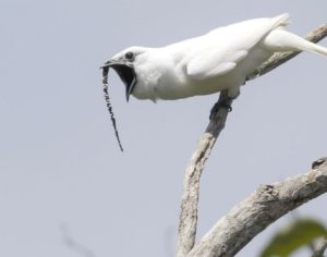 Ave Araponga tem o canto mais alto de um animal já registrado no mundo