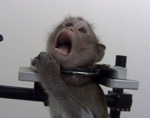 Ativistas denunciam maus-tratos a macacos e cachorros em laboratório; imagens são fortes