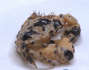 Pesquisadores encontram petróleo em aparelhos digestivos e respiratórios de peixes
