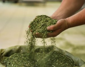 Paraná tem maior produção de erva-mate do país, aponta IBGE