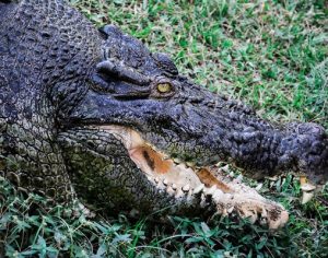 Crocodilo gigante salta de rio e devora cachorro na frente do dono; assista o vídeo