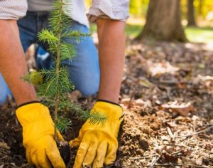 Voluntários se reúnem para plantar um milhão de árvores em apenas um dia