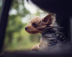 Uber lança modo de viagem para levar animal de estimação
