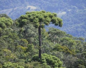 Exploração e mudanças climáticas podem levar Araucária à extinção até 2070