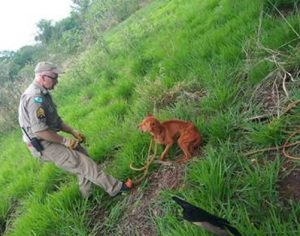 Cãozinho desnutrido é resgatado de fossa de 6 metros em Londrina