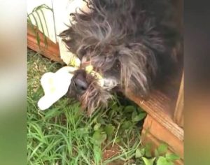 Guarda Municipal flagra tortura de cão e evita morte do animal em cidade no Paraná; assista