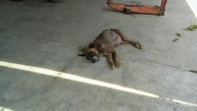 Cão é resgatado com câncer e dono foi preso por maus-tratos no Paraná