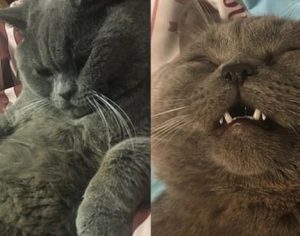 Gato escapa de pet hotel, acasala com 5 fêmeas e precisa receber glicose na veia
