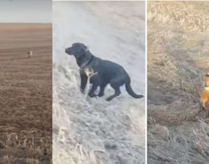 Cachorro desaparecido volta pra casa com outro cão e um bode