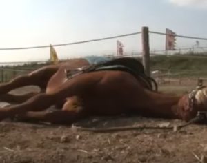 Cavalo se finge de morto toda vez que alguém tenta montar nele; assista o vídeo