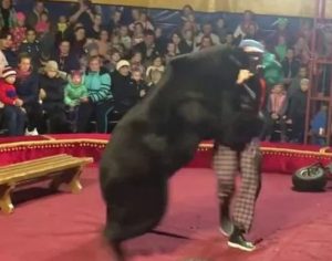 Urso pardo ataca treinador durante apresentação de circo; assista o vídeo