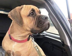 Cadela percorre 200 quilômetros à procura dos donos que a abandonaram