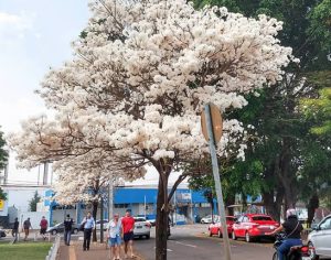 O registro de um lindo e florido ipê em Londrina