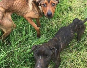 Homem tenta matar cachorros de fome e recebe multa de R$ 34 mil