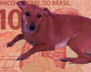 Abaixo-assinado pede Vira-Lata Caramelo nas notas de R$10