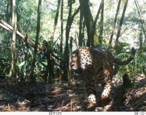 Onça-pintada é flagrada em armadilha fotográfica no Paraná